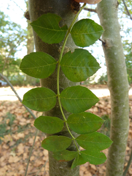 Feuilles opposées et composées comprenant entre 3 et 11 folioles d'environ 2 cm de large. Agrandir dans une nouvelle fenêtre (ou onglet)